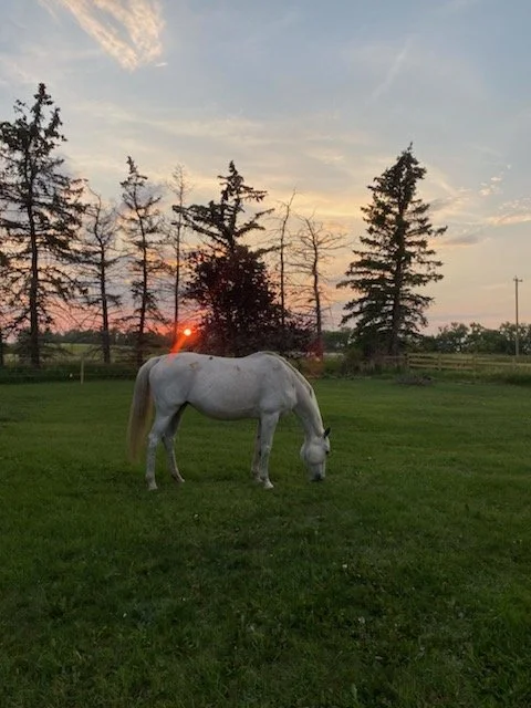 Equine Therapy Session